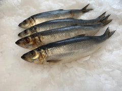 Norwegian Herring